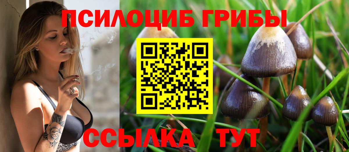 Псилоцибиновые грибы Psilocybe Обнинск